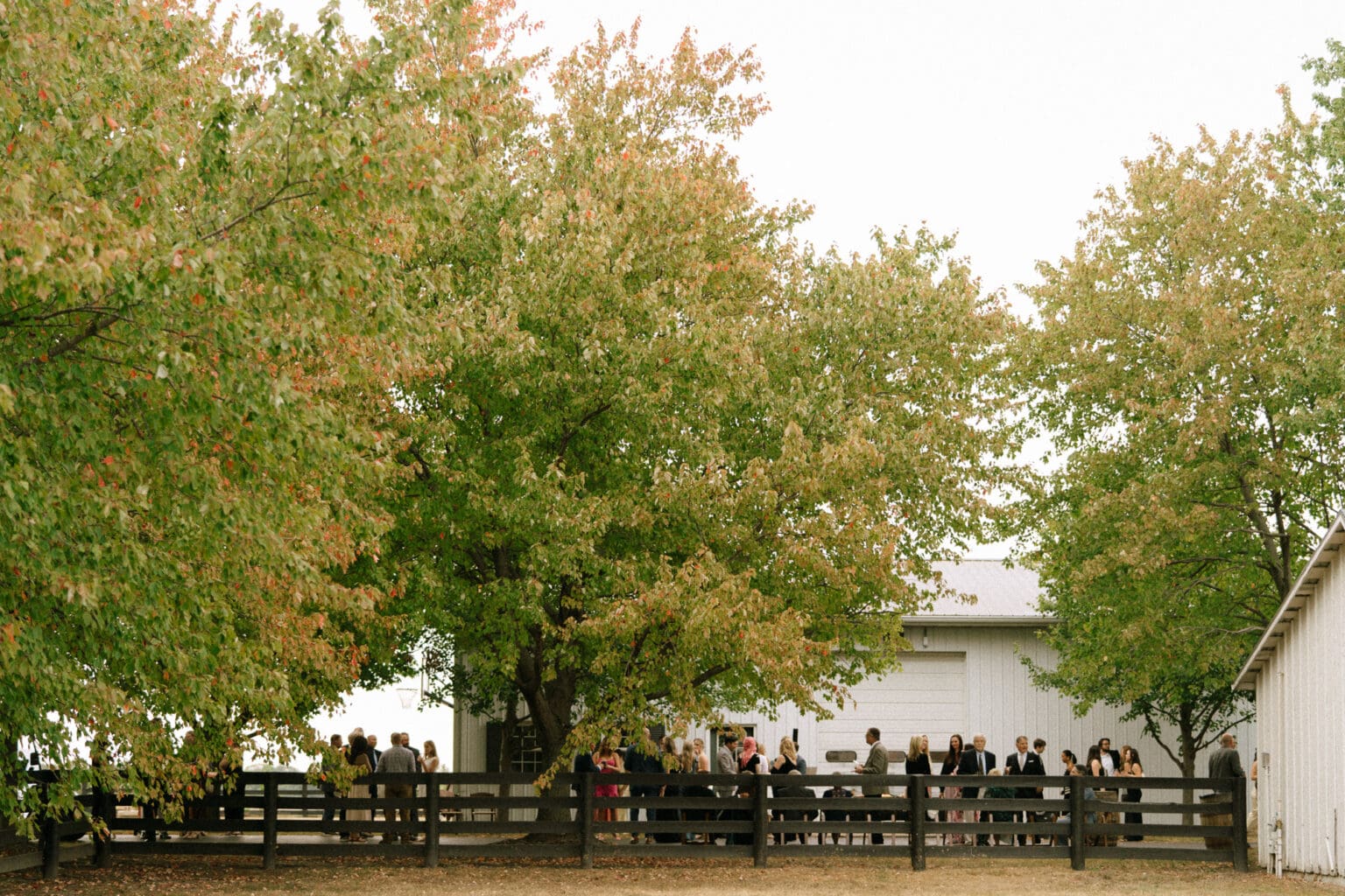 outdoor scene with trees and fencing surrounding wedding guests